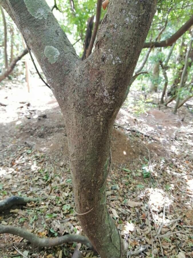Veraguas-Mespilodaphne 16