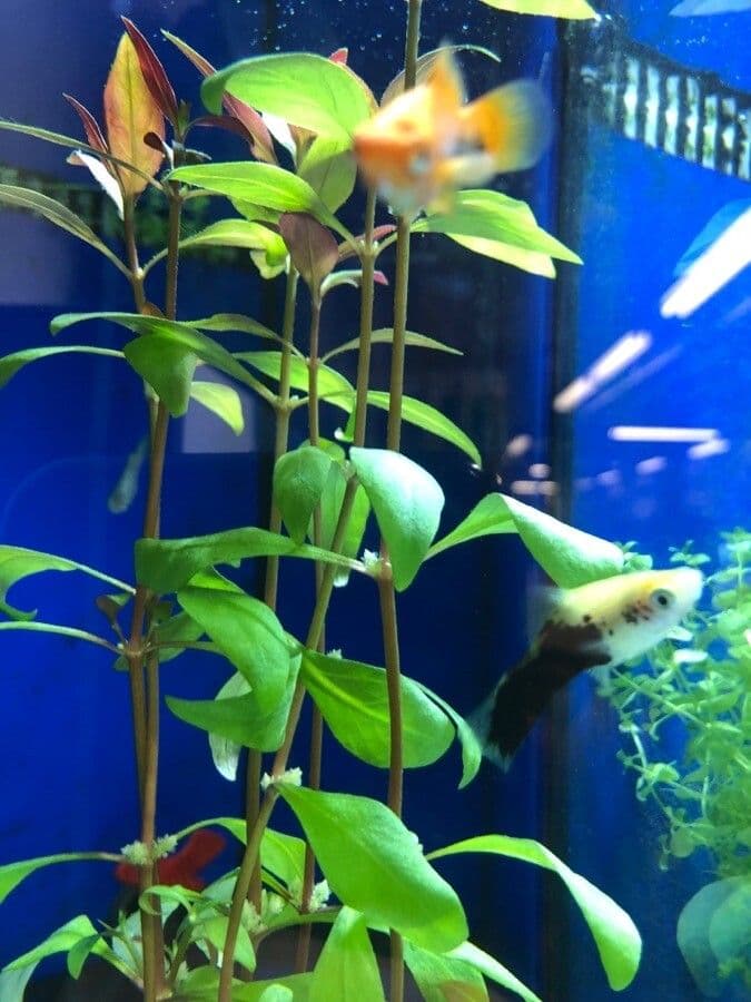 Alternanthera reineckii