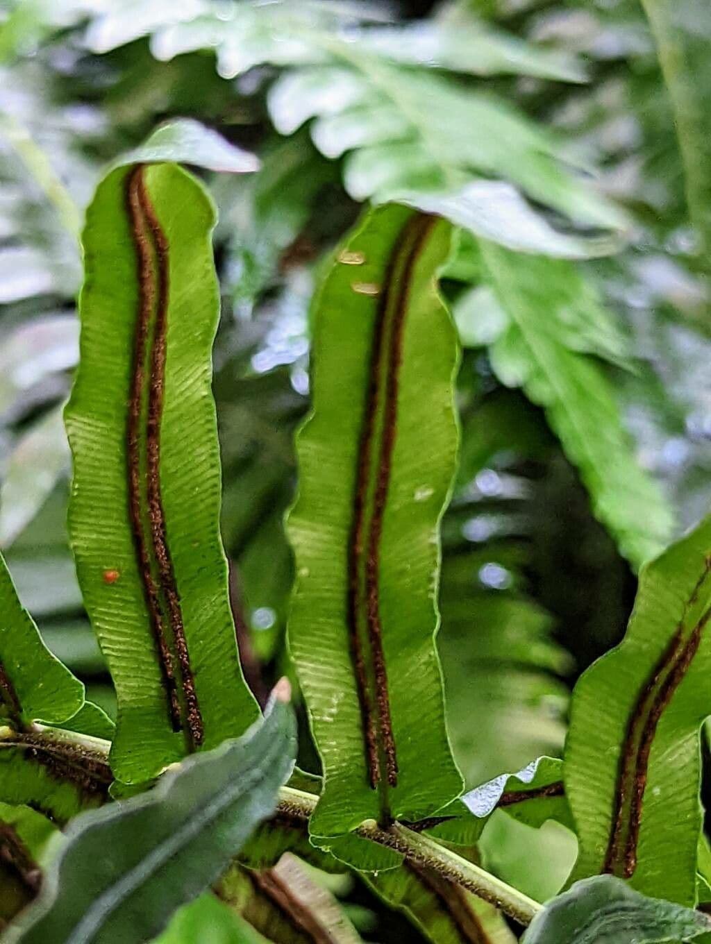 Blechnum australe 2