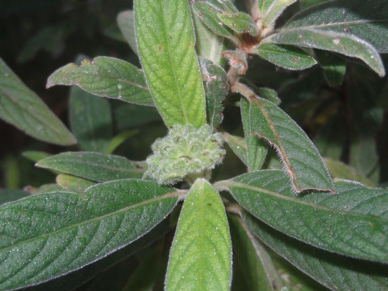 Psychotria 7