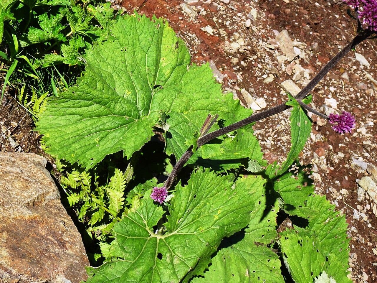 Grauer Alpendost 19