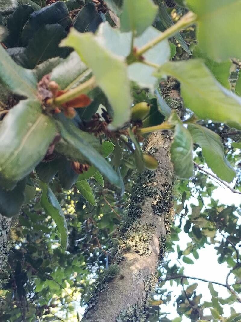 Eucryphia