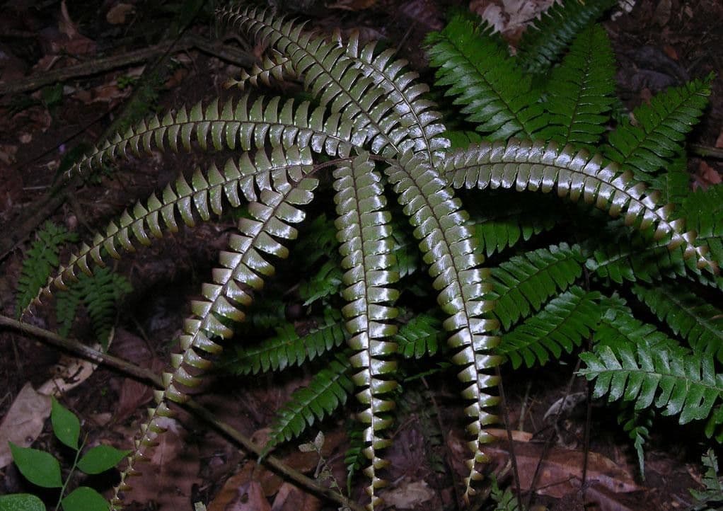 Adiantum štvorlisté 8
