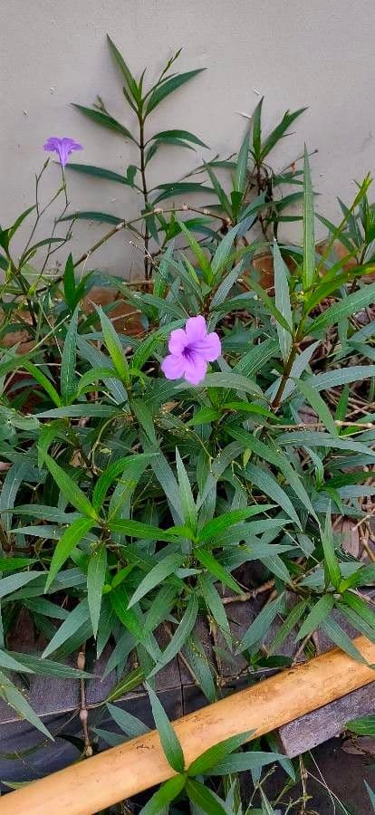 Ruellia tuberoso 18