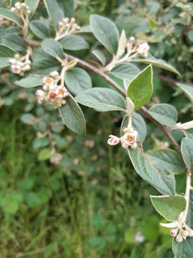 Cotoneaster di Franchet 8