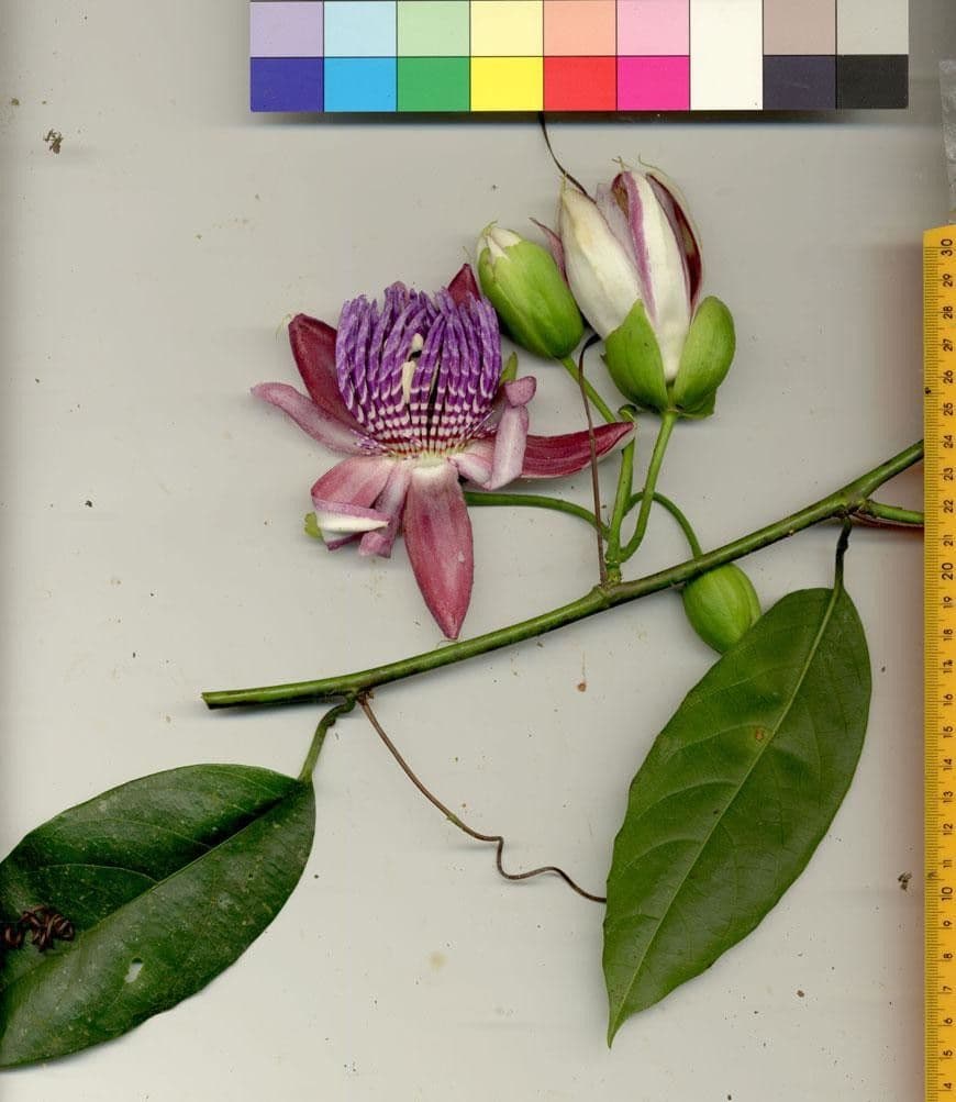 Passiflora ambigua 22