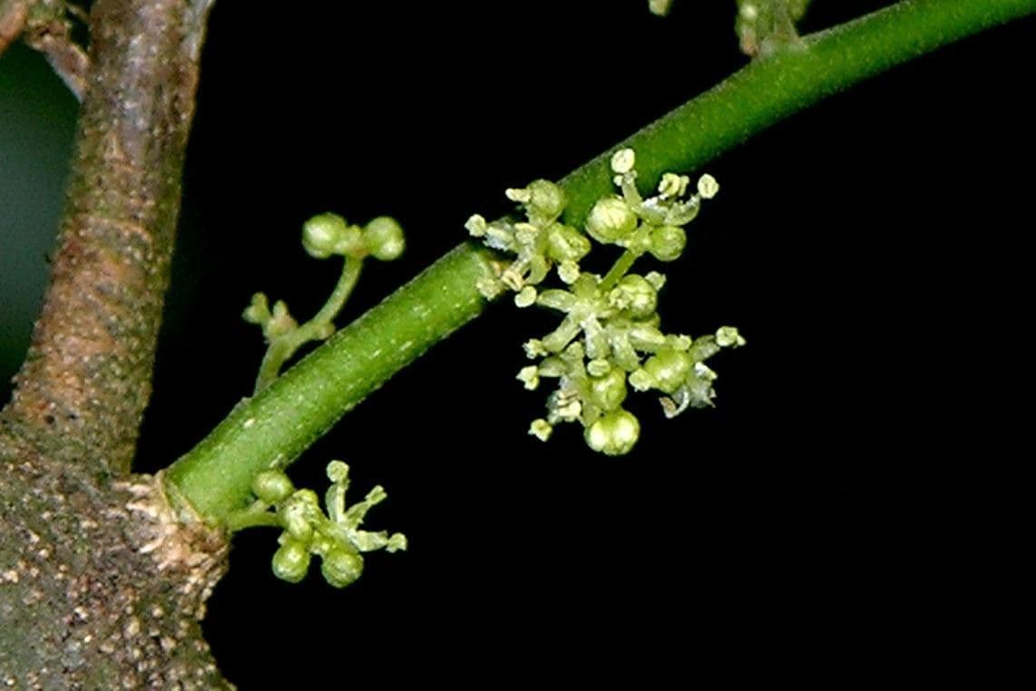 Celtis iguanaea 21