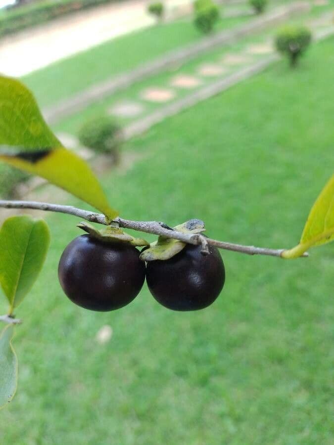 Diospyros 4