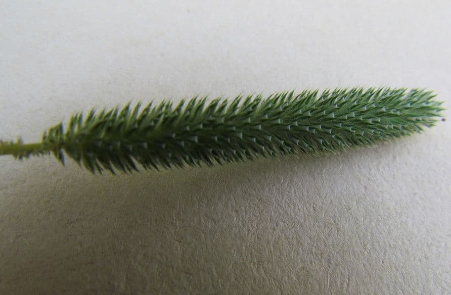 Codolina 12