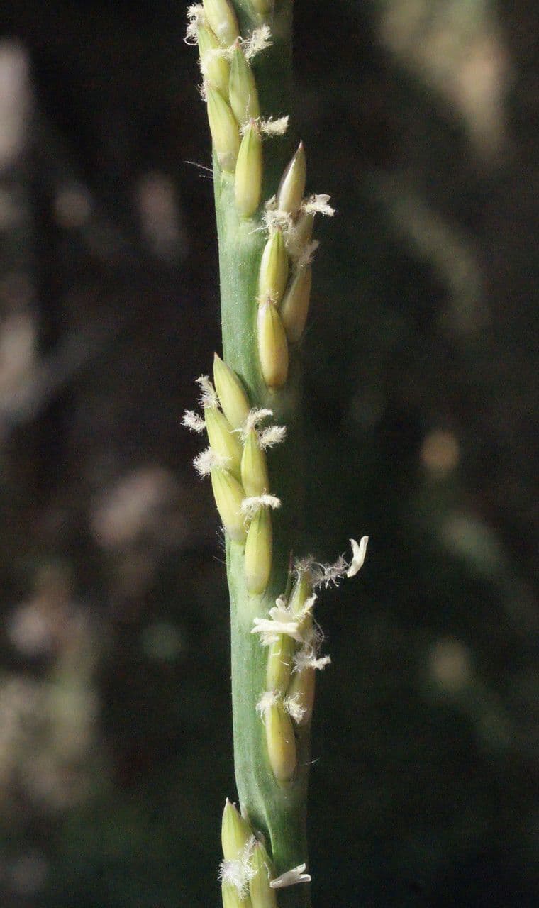 Stenotaphrum 2