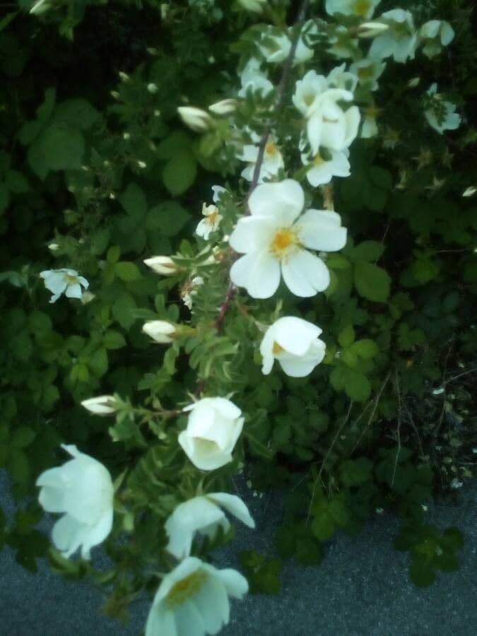 Bibernell-Rose 6