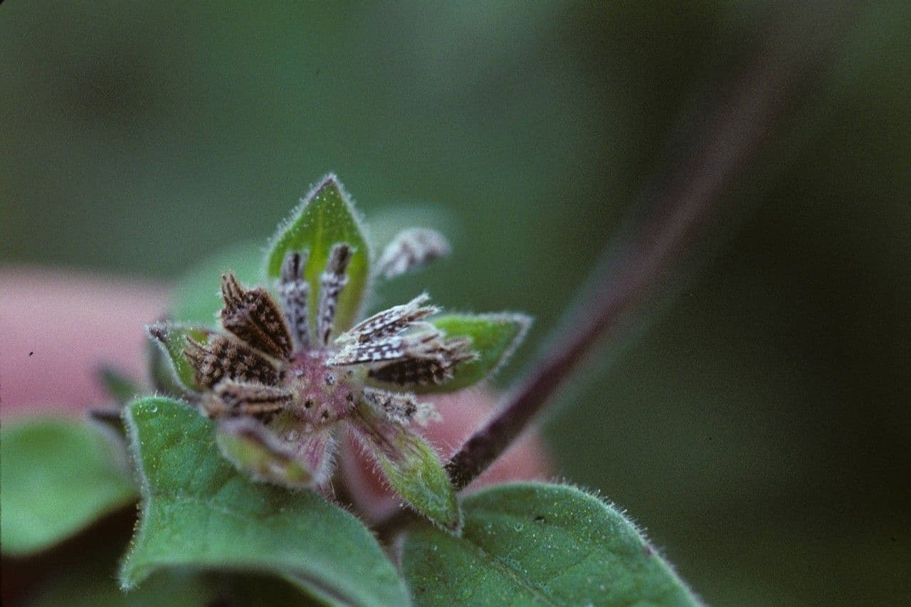 Lagascea 2