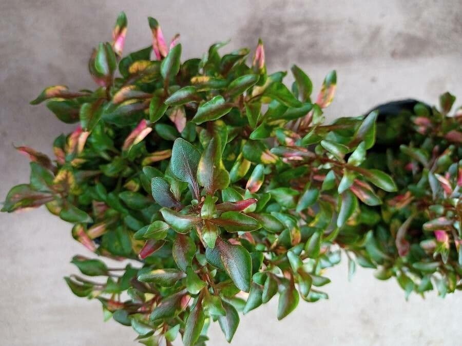 Bettzick-Blume 20