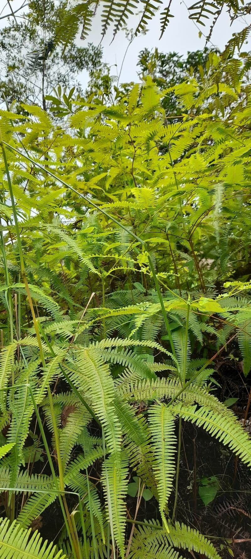 Dicranopteris