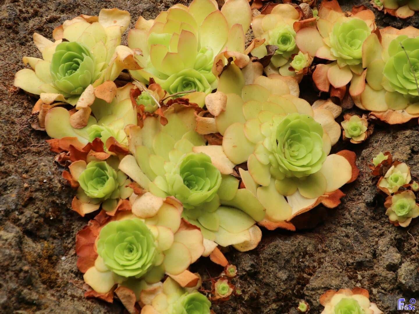 Aeonium 5