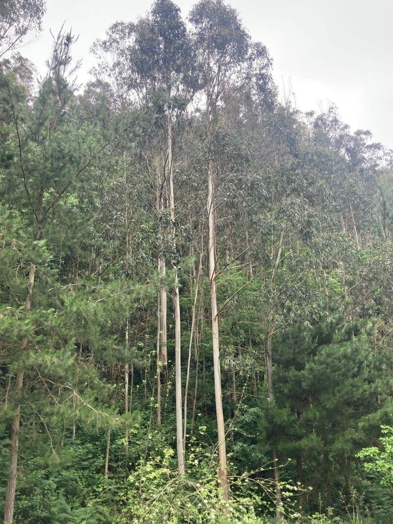 Kybean-Eukalyptus 10