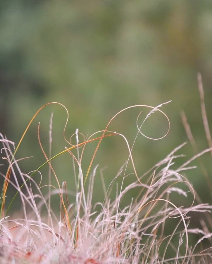 Kavyl vláskovitý 18