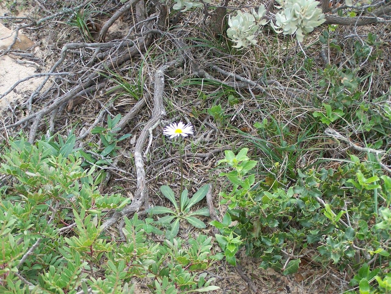Margherita selvatica 26