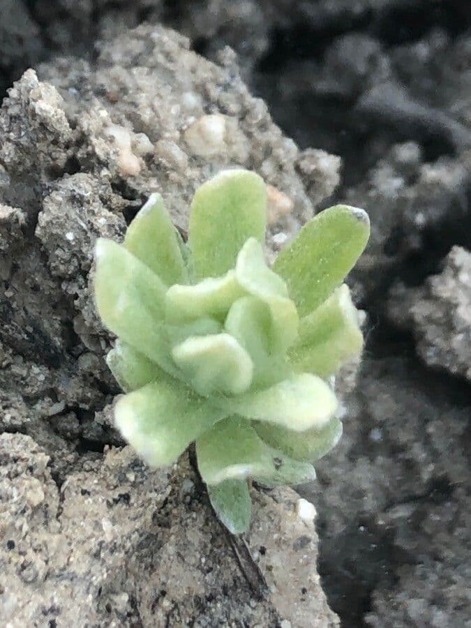 Bombycilaena discolor