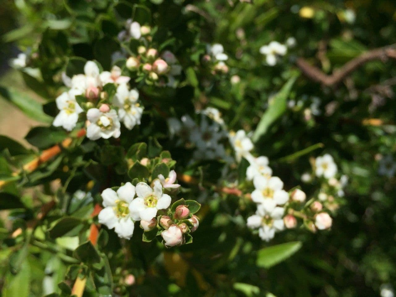 Escallonia 14