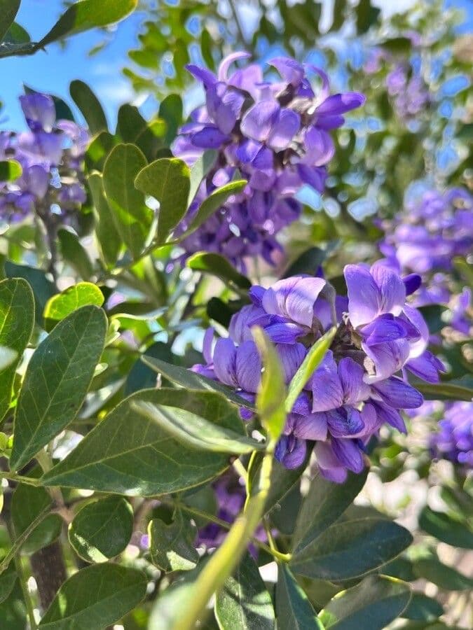Dermatophyllum 2
