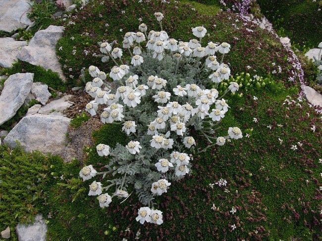 Achillea 7