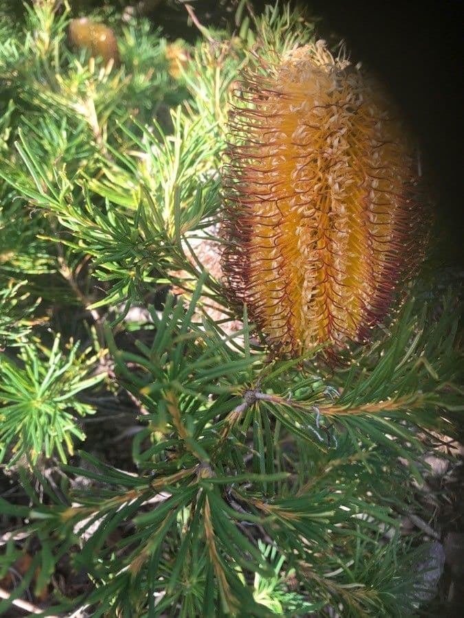 Banksia espigada 10