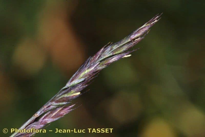 Festuca