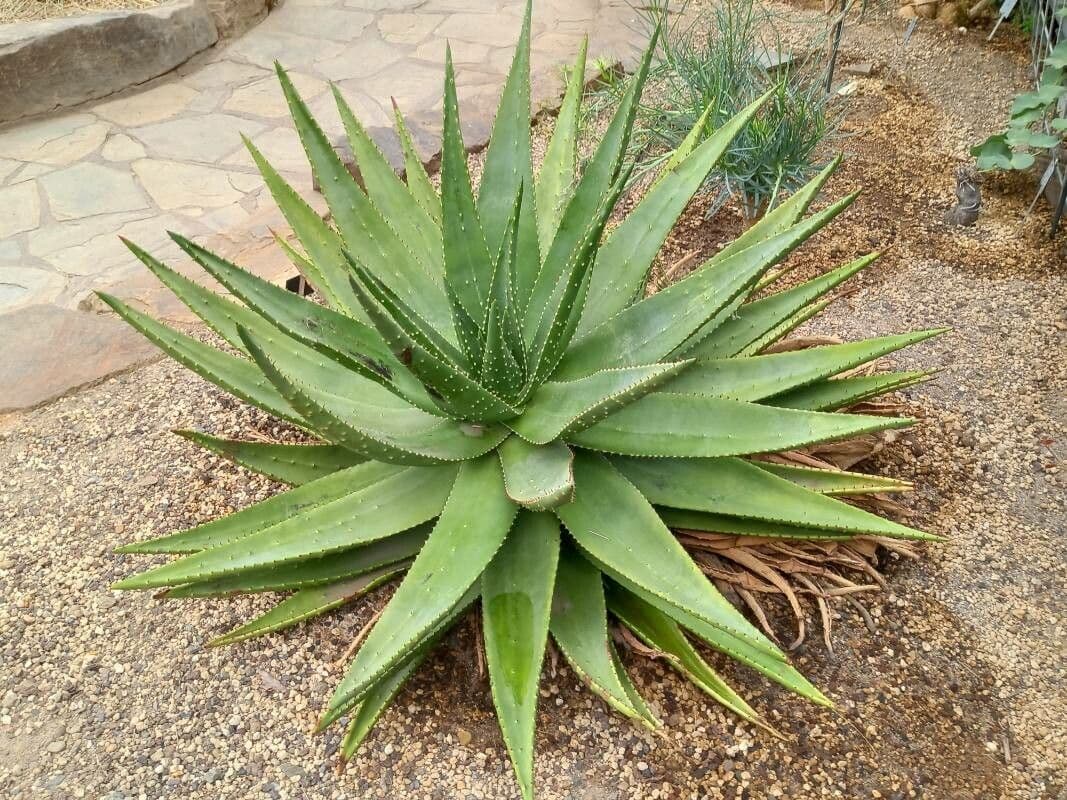 Aloe aculeata
