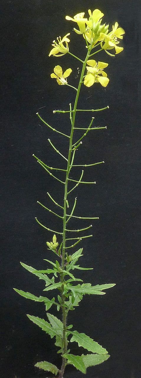 Loesels Rauke 26