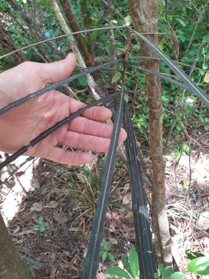 Pseudopanax 2