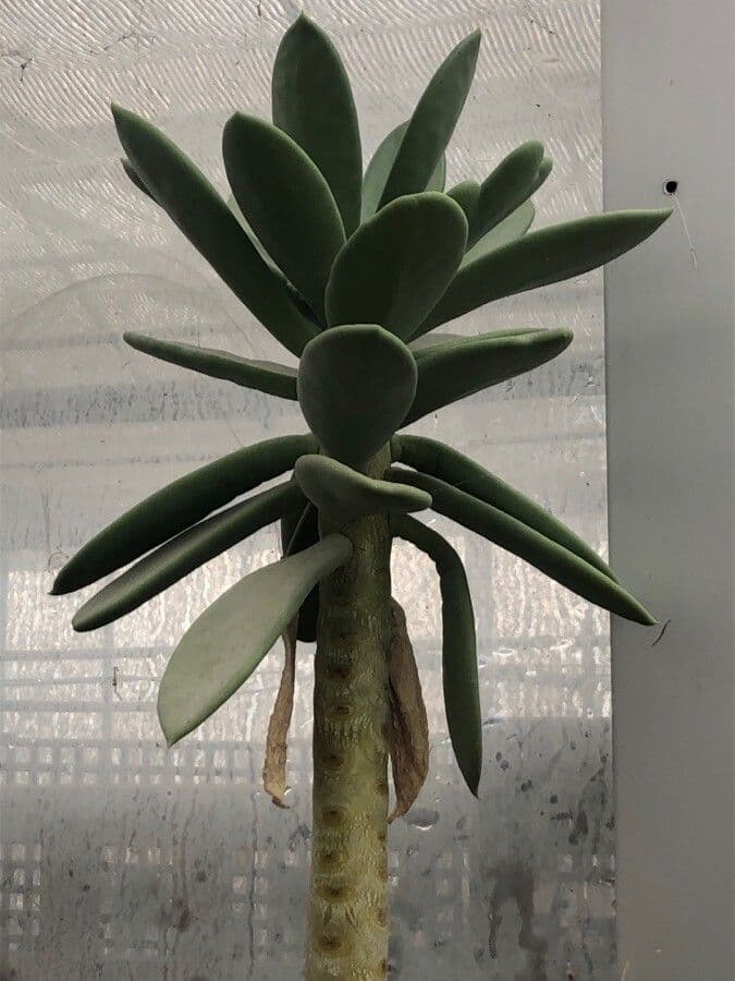 Kalanchoe 2