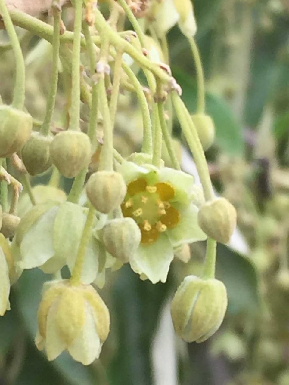 Kiggelaria africká
