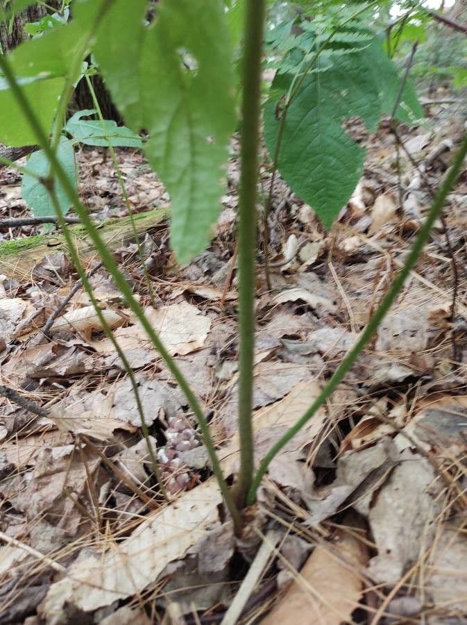 Aralia a stelo nudo 21