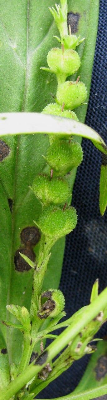 Spigelia 5