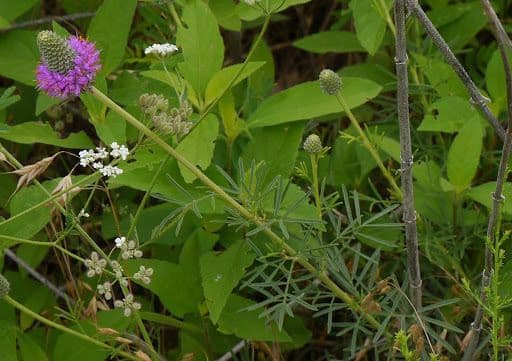 Dalea compacta 10