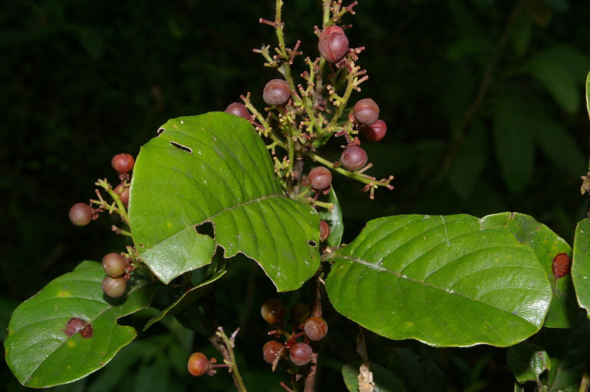 Davilla 6