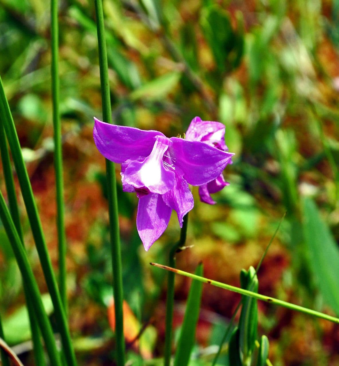 Calopogon tuberoso 2