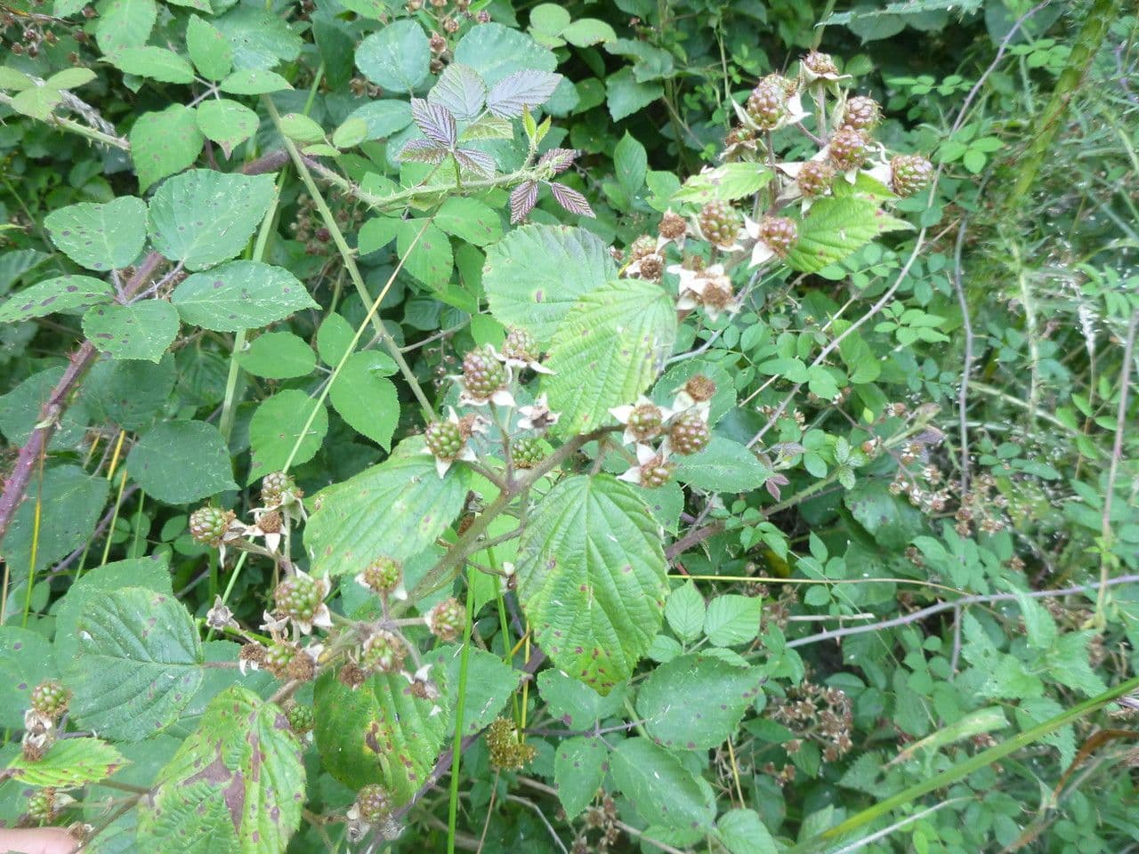 Rovo 7