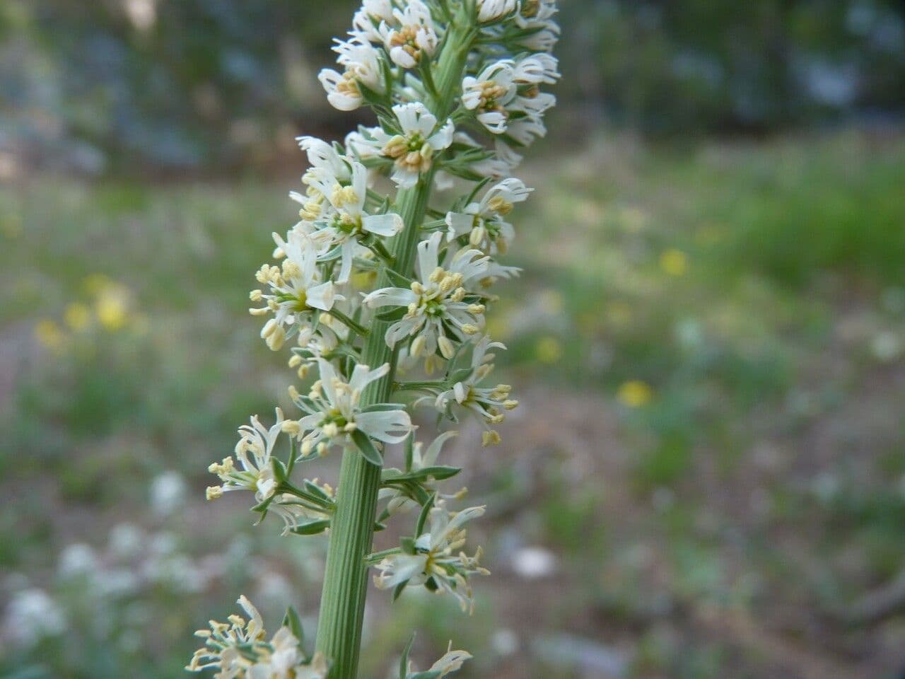 Reseda bianca 10