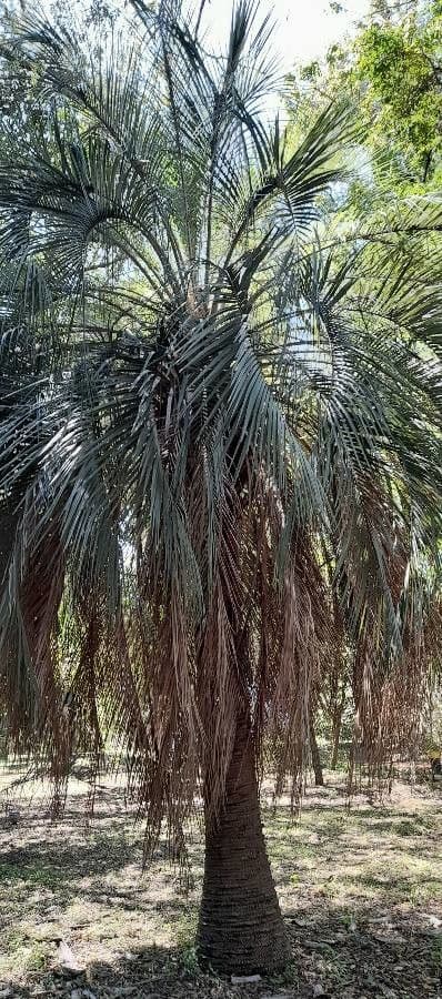 Butia 2