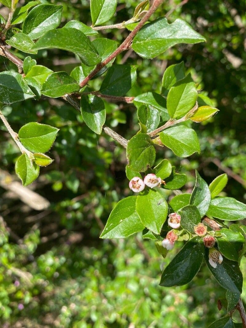 Cotognastro divaricato 10