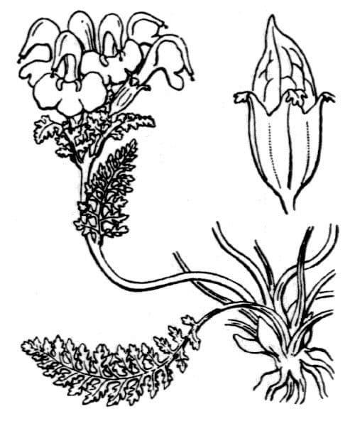 Pedicularis kerneri 20