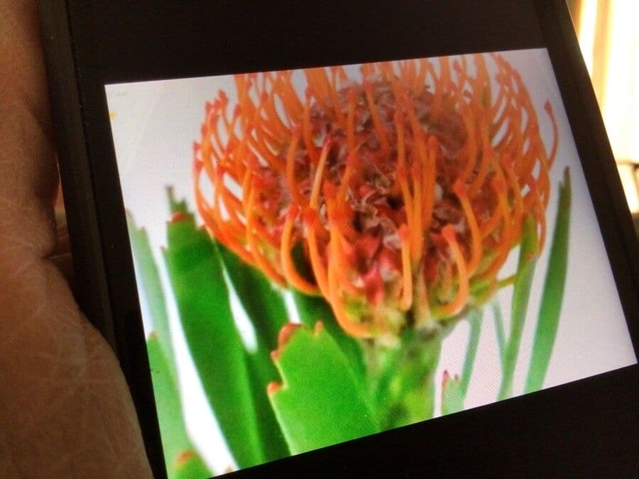 Leucospermum 3