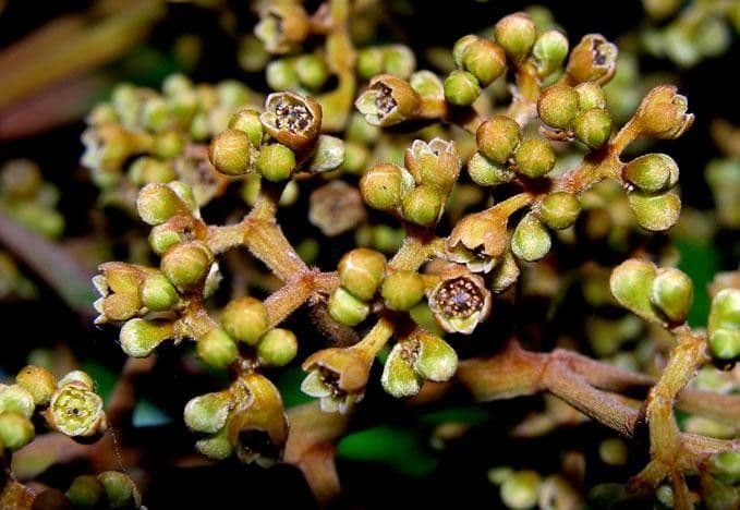 Ocotea 2