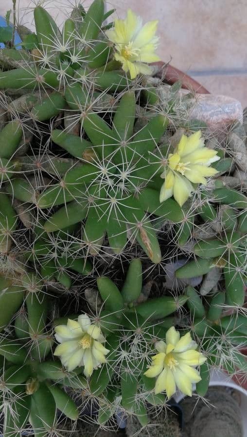 Cactus 5