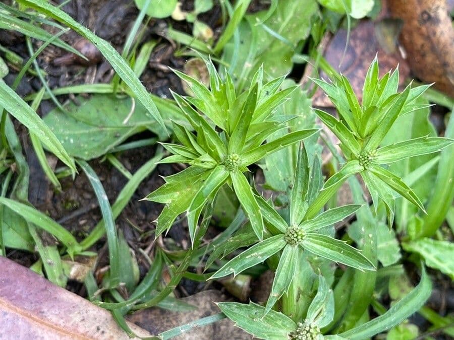 Eryngium foetidum