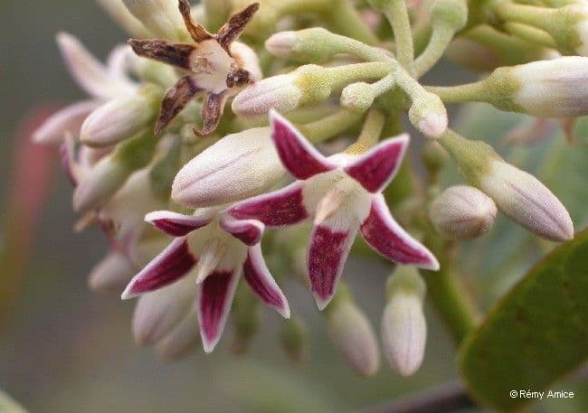 Parsonsia