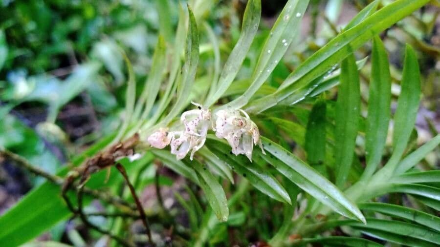 Dichaea 9