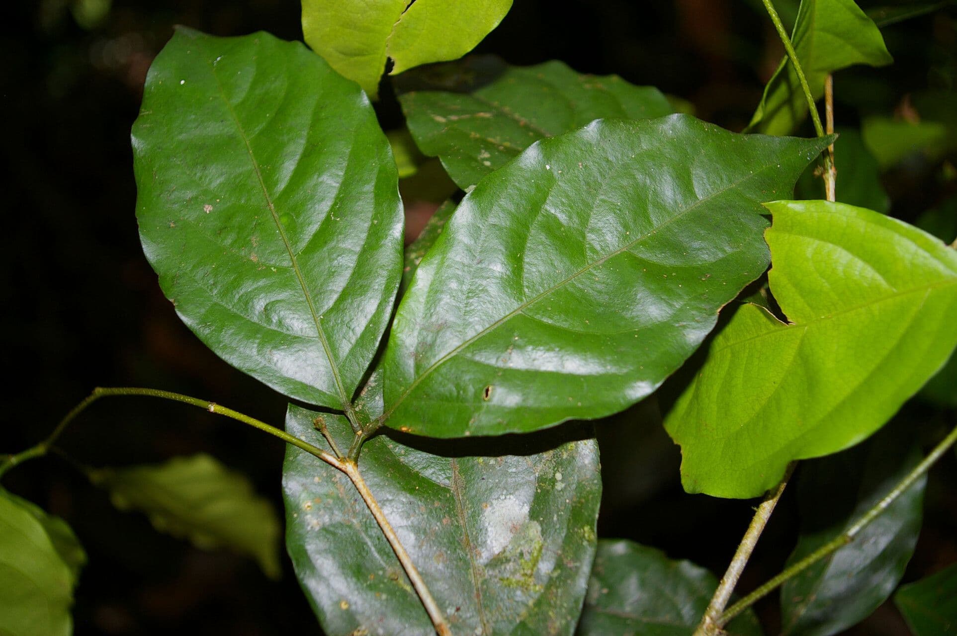 Zygia